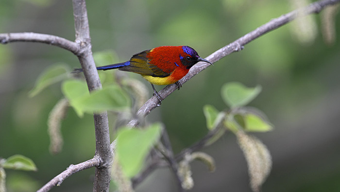 第四屆“神農架國家公園杯”觀鳥賽記錄到有效鳥種達298種