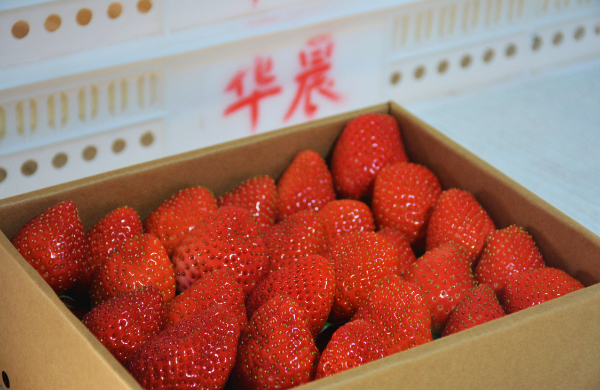 潍坊潍城区：草莓种出高品质卖上好价格